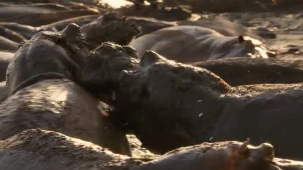 Гиппос Hippopotamus Amphibius Полагаются Грязь Оставаться Прохладным Течение Дня Национальном — стоковое видео