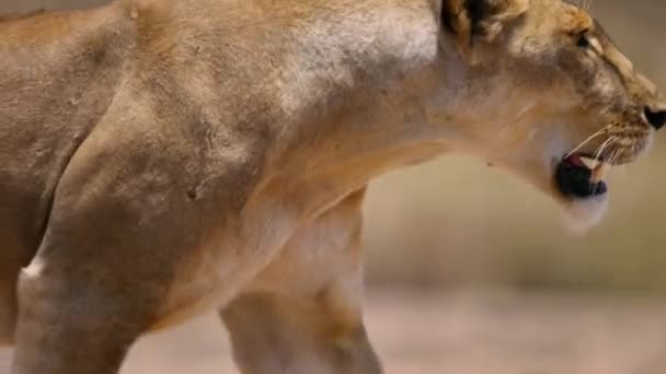 非洲狮子 Panthera Leo 在东非坦桑尼亚的鲁阿哈国家公园寻找水源 — 图库视频影像