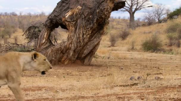 Leones Africanos Panthera Leo Busca Agua Parque Nacional Ruaha Tanzania — Vídeos de Stock