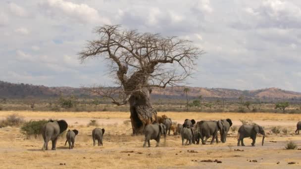 Gli Elefanti Africani Loxodonta Africana Stanno Mangiando Legno Baobab Acqua — Video Stock