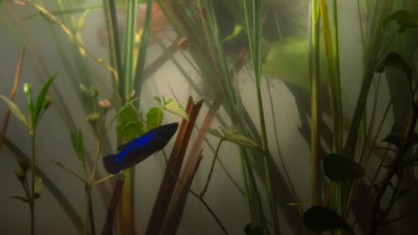 Das Siamesische Kampffisch Männchen Betta Splendens Atmet Indem Luft Schluckt — Stockvideo