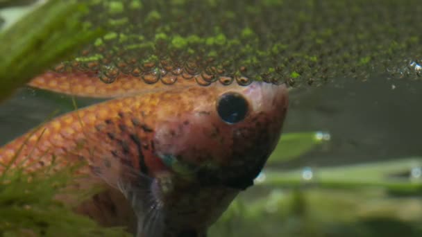 Σιαμαία Ψάρια Που Μάχονται Betta Splendens Αρσενικό Αναπνέει Από Gulping — Αρχείο Βίντεο