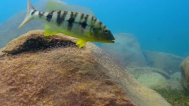 Dişi bir callipterus cichlid (Lamprologus callipterus) yavrusunu açıkta büyütmeli ve onları korumalıdır, olgunlaşmamış cichlid okullar kuracak ve etrafta dolaşacaktır, Tanganyika Gölü, Afrika.