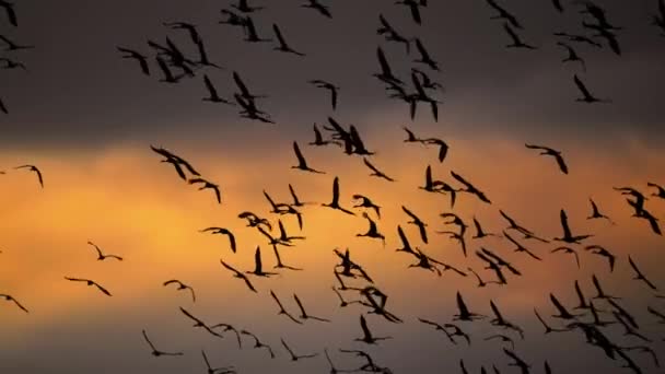 Sandhill Cranes Antigone Canadensis Migrate Resting Breeding Sandbanks Platte River — Stock Video