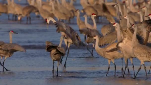 在北美内布拉斯加州普拉特河的沙滩上 沙山鹤为了休息和繁殖而迁徙 — 图库视频影像
