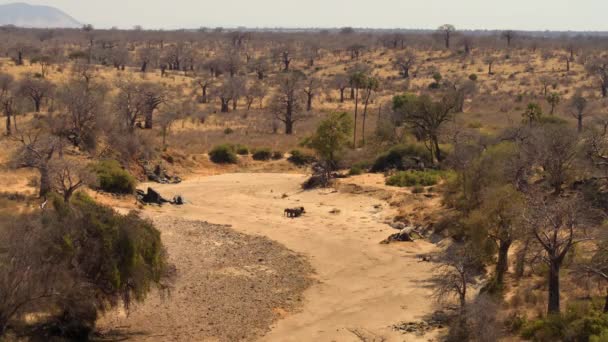 Słonie Afrykańskie Loxodonta Africana Wykorzystują Swój Tułów Kopania Dziur Piasku — Wideo stockowe