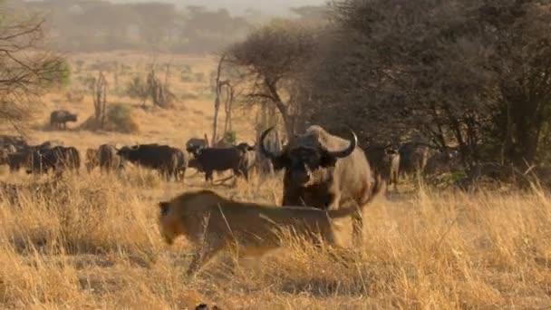 Αφρικανικά Λιοντάρια Panthera Leo Κυνηγούν Αφρικανικούς Βούβαλους Syncerus Caffer Στο — Αρχείο Βίντεο