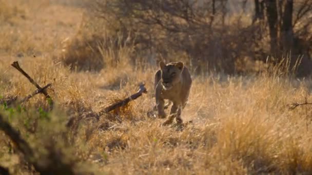 非洲狮子 Panthera Leo 正在东非的鲁阿哈国家公园捕猎非洲水牛 Syncerus Caffer — 图库视频影像