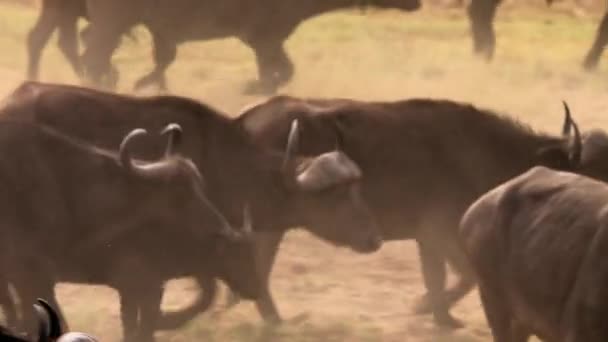 Afrikanska Bufflarna Syncerus Caffer Söker Efter Vatten Ruaha National Park — Stockvideo