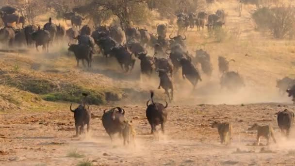 Los Leones Africanos Panthera Leo Están Cazando Búfalos Africanos Syncerus — Vídeos de Stock