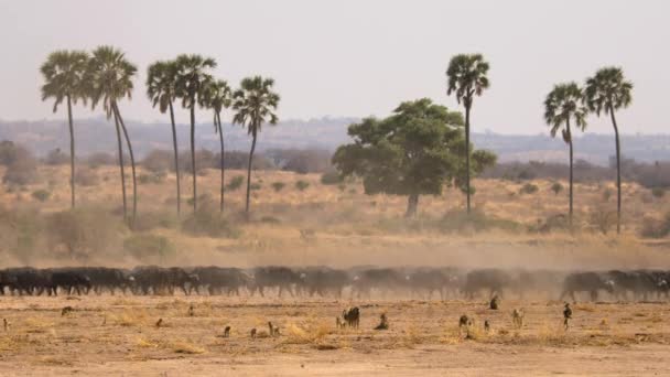 Afrikaanse Buffels Syncerus Caffer Zijn Zoek Naar Water Het Ruaha — Stockvideo