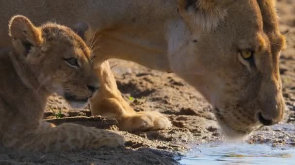 Los Leones Africanos Panthera Leo Están Bebiendo Agua Pozo Agua — Vídeo de stock