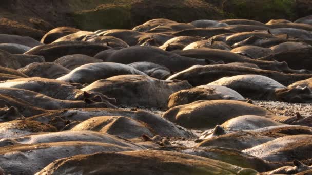 Hipopotamy Hipopotamus Amphibius Polegają Błocie Aby Zachować Spokój Ciągu Dnia — Wideo stockowe