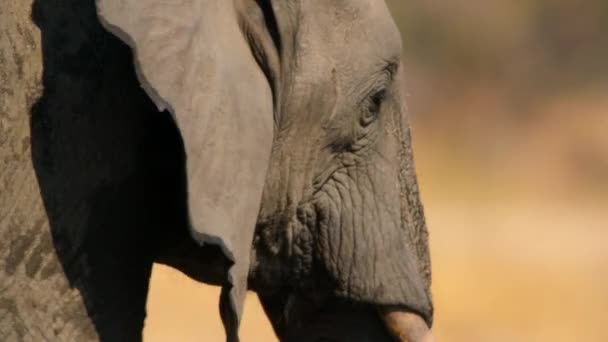 Африканские Слоны Loxodonta Africana Ищут Воду Национальном Парке Руаха Танзания — стоковое видео