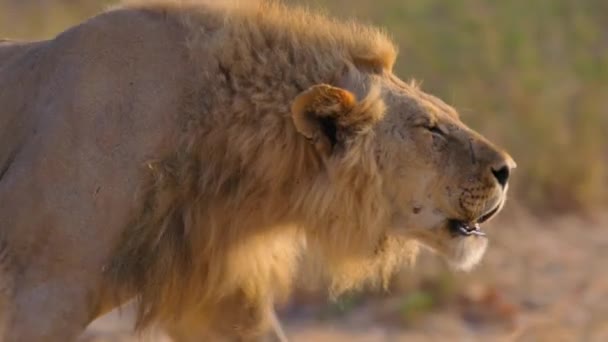 Leones Africanos Panthera Leo Busca Agua Parque Nacional Ruaha Tanzania — Vídeo de stock