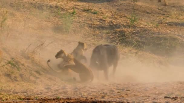 Afrikanska Lejon Panthera Leo Jagar Afrikanska Bufflar Syncerus Caffer Ruaha — Stockvideo