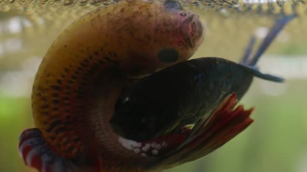 暹罗战斗鱼 Betta Splendens 雄性通过吸气呼吸 制造了大量的泡泡 然后雄性包裹着雌性 鼓励雌性在繁殖季节释放卵子 雄性在繁殖季节使其受精 — 图库视频影像