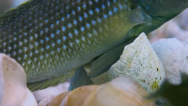 雌性头盖鱼 Lamprologus Callipterus 雄头盖鱼使其受精 在非洲坦噶尼喀湖孵化之前 她将一直呆在屋里保护它们 — 图库视频影像
