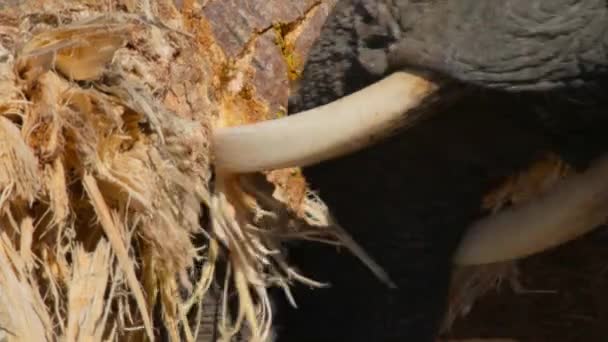 Африканские Слоны Loxodonta Affasha Едят Древесину Баобаба Воды Национальном Парке — стоковое видео
