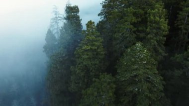 Büyük sekoya ormanlarının havadan manzarası, Kuzeybatı Pasifik..