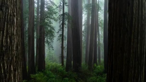 大红杉森林的空中景观 太平洋西北部 — 图库视频影像