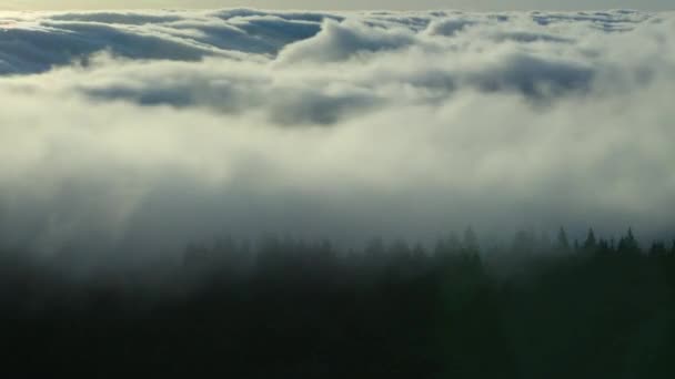 Close Fog Rolling Redwood Forests Morning Pacific Northwest — Stock Video