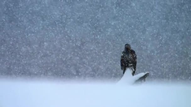 阿拉斯加西部森林中的秃头鹰 Haliaeeetus Leucohead 正在寻找食物 — 图库视频影像