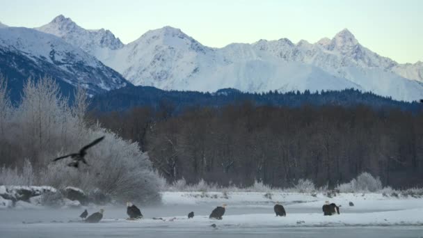 アラスカ西部の森で食べ物を求めるハゲワシ ハリアテスコケスファロス の閉鎖 — ストック動画