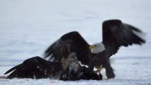 秃头鹰 Haliaeeetus Leucohead 在阿拉斯加西部的森林里为觅食而争斗 动作缓慢 — 图库视频影像