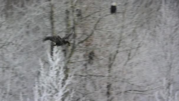 Weißkopfseeadler Haliaeetus Leucocephalus Auf Nahrungssuche Wald West Alaska Aus Nächster — Stockvideo