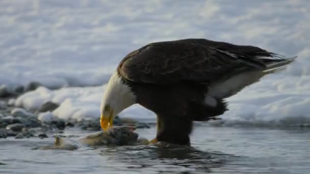 秃头鹰 Haliaeetus Leucohead 在阿拉斯加西部的河里猎捕鲑鱼 — 图库视频影像