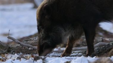 Rusya 'nın Boreal Ormanı' nın güney ucunda çam fıstığı yiyen yaban domuzu (Sus scrofa)