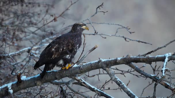 Primer Plano Del Águila Calva Haliaeetus Leucocephalus Busca Alimento Bosque — Vídeos de Stock