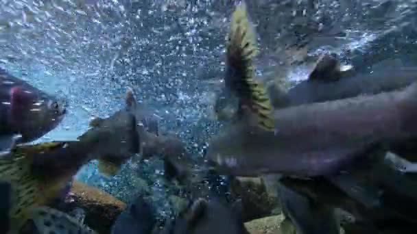 Salmon Berenang Sungai Untuk Mencapai Daerah Pemijahan Mereka Ujung Selatan — Stok Video