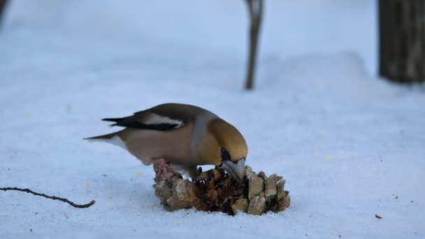 ロシアの森の南端で松のナッツを食べる小さな鳥 — ストック動画