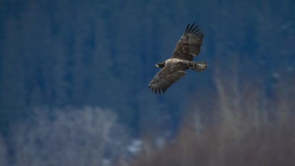 Primer Plano Del Águila Calva Haliaeetus Leucocephalus Busca Alimento Bosque — Vídeo de stock