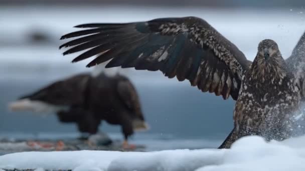 アラスカ西部の森で食べ物を食べるために ハゲワシ ハリアテスコケスファロス のゆっくりとした動きがお互いに戦います — ストック動画