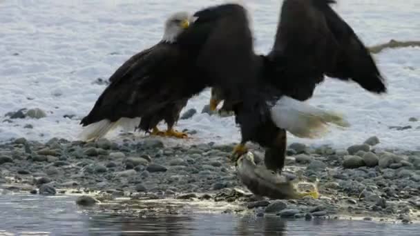 Las Águilas Calvas Haliaeetus Leucocephalus Cazan Salmón Río Oeste Alaska — Vídeo de stock