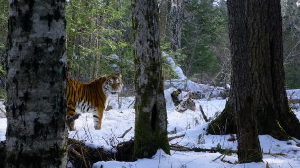 男性のシベリアの虎 パンテラトラリス 森の南端で獲物を発見するために領土をパトロールします ロシア — ストック動画
