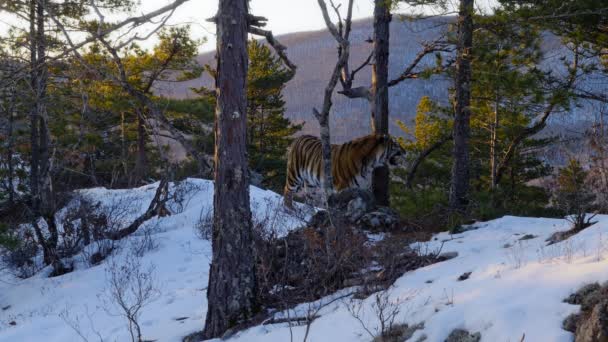 Tigre Siberiano Macho Panthera Tigris Tigris Patrulha Território Para Encontrar — Vídeo de Stock