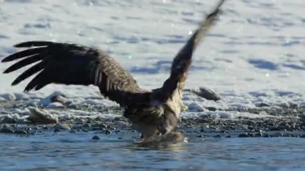 Zeearenden Haliaeetus Leucocephalus Jagen Zalm Bij Rivier West Alaska — Stockvideo
