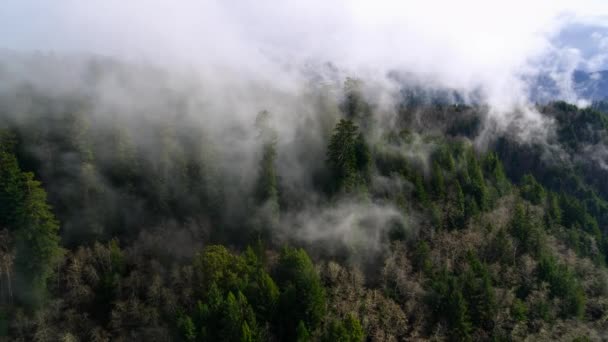 Närbild Dimma Rullande Över Redwood Skogarna Morgonen Stilla Havet Nordväst — Stockvideo
