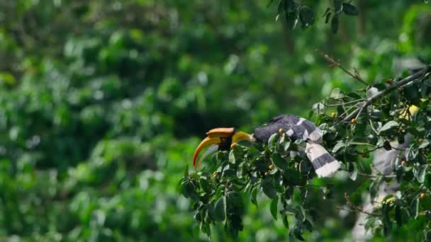 Grote Neushoornvogels Buceros Bicornis Eten Grote Hoeveelheden Vijgen West Ghats — Stockvideo