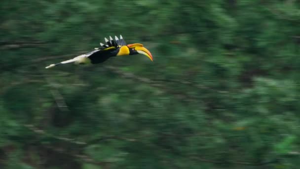 Медленное Движение Больших Рогов Buceros Bicornis Летающих Западных Гатах Индия — стоковое видео