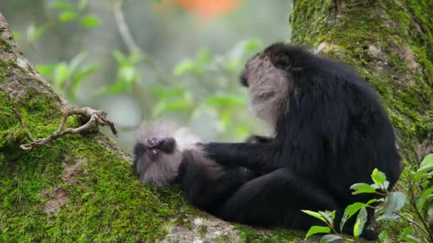 Close Van Leeuwenstaartmakaak Macaca Silenus Natuurlijke Habitat West Ghats India — Stockvideo