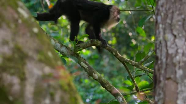 Primer Plano Del Macaco Cola León Macaca Silenus Hábitat Natural — Vídeo de stock