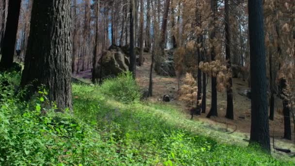 在太平洋西北部的红杉林中 由于森林大火的燃烧 花卉和树苗从土壤中生长了很长时间 — 图库视频影像