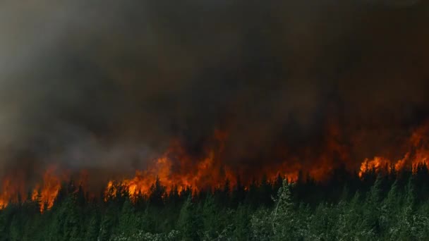 Sonne Lässt Den Wald Intensiv Brennen Dass Waldbrände Den Großen — Stockvideo