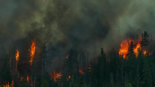 Slunce Opéká Les Tak Intenzivně Rozdmýchává Lesní Požár Velkých Sekvojových — Stock video