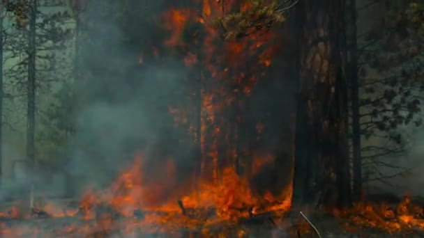在太平洋西北部红杉茂密的森林里 太阳把森林烤得生机勃勃 使森林失火 — 图库视频影像